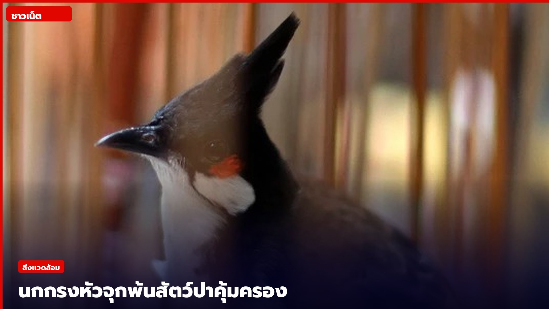 นกปรอดหัวโขนหรือนกกรงหัวจุก
