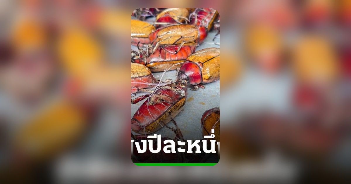 ชาวหนองปลิงคึกคักแห่หา "แมงอีนูน" อาหารพื้นบ้านฤดูกาลเดียว สร้างรายได้