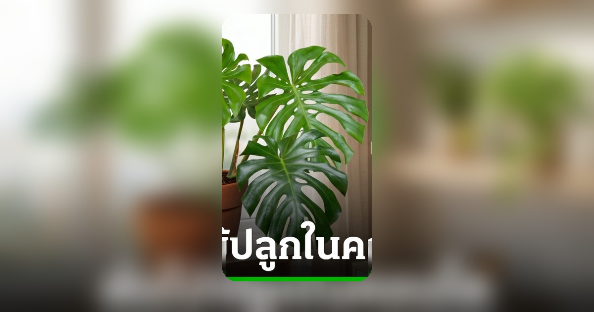 10 ต้นไม้มงคลปลูกในร่ม ดูแลง่าย เสริมสิริมงคลให้บ้านและคอนโด