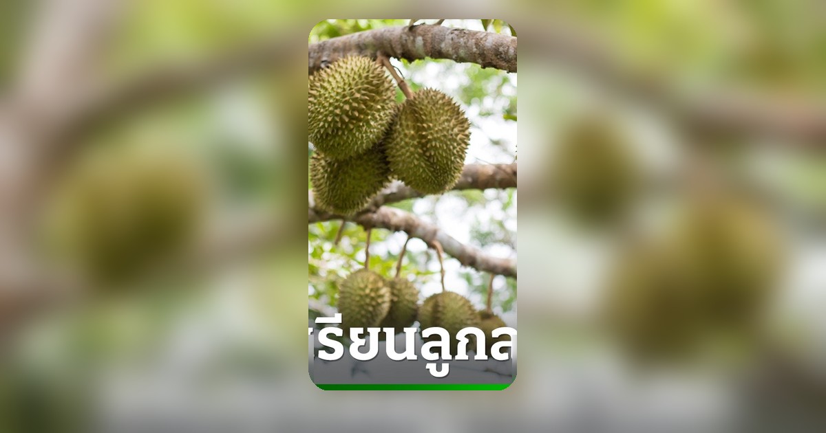 กระทรวงพาณิชย์แจงปมทุเรียนลูกละ 100 บาท พิมรี่พายยืนยันเป็นโปรโมชันเกรดรอง