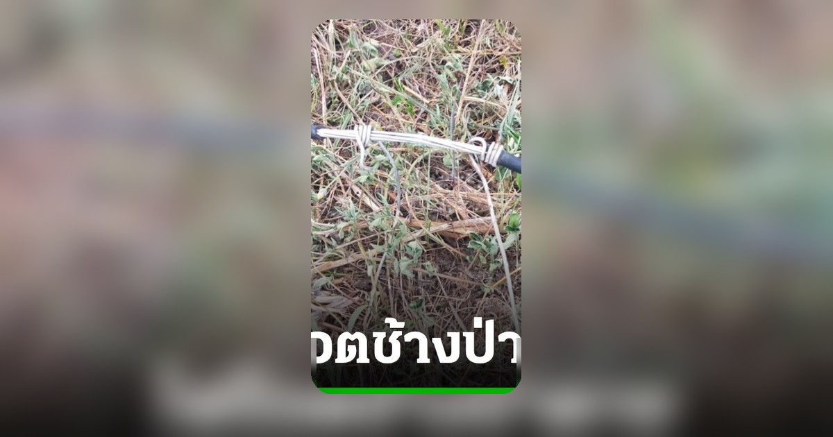 ช้างป่าสลักพระชนเสาไฟล้มถูกไฟช็อตตาย สัตวแพทย์ผ่าพิสูจน์ซากหาสาเหตุ