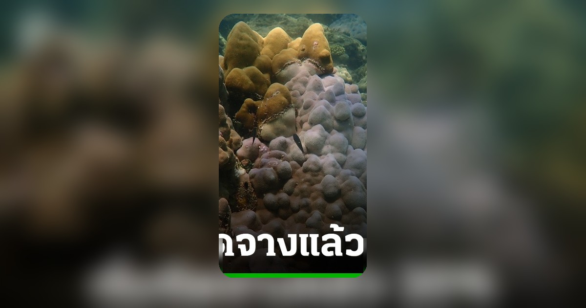 อุทยานฯ พบปะการังฟอกขาวในกระบี่ อุณหภูมิน้ำพุ่ง 32 องศาฯ เสี่ยงวงกว้าง