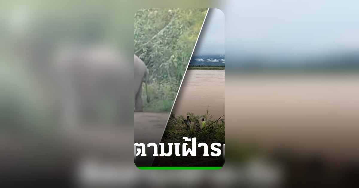 ช้างป่าภูวัวเดินหากินนอกพื้นที่กว่า 100 กม. ล่าสุดพบร่องรอยข้ามไป สปป.ลาว