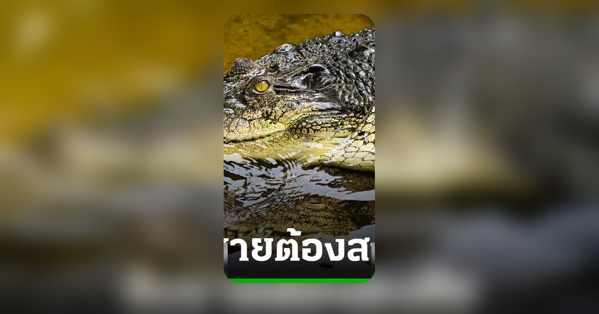 อังกฤษรวบชายต้องสงสัย พยายามฆ่า หลังเด็ก 3 ขวบพลัดตกบ่อจระเข้บาดเจ็บสาหัส