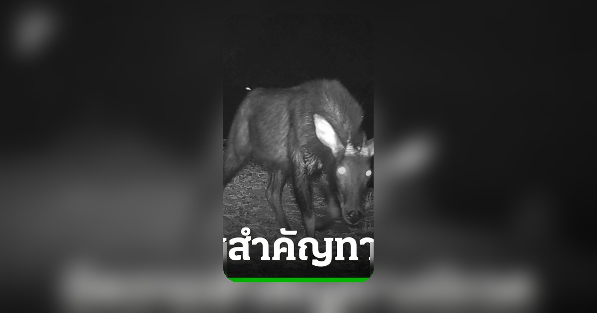 เปิดภาพสัตว์ป่าหายากจากกล้องดักถ่าย สะท้อนความสมบูรณ์ผืนป่าแก่งกระจาน