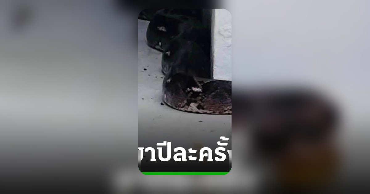 งูเหลือมยักษ์สองผัวเมียโผล่ศาลพ่อปู่แม่ย่า คำชะโนดฮือฮา ส่องเลขเด็ดงวดนี้