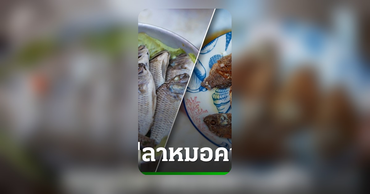 หนุ่มโชว์ทอดแหได้ปลาหมอคางดำกว่า 15 กก. เผยเมนูนึ่ง-ทอด อร่อยไม่แพ้ปลานิล