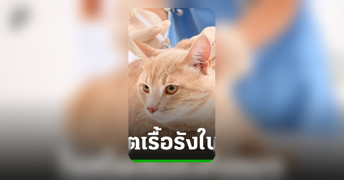 สตาร์ทอัพญี่ปุ่นยื่นขออนุมัติยาแก้โรคไตเรื้อรังในแมว ผลทดลองยืดอายุได้
