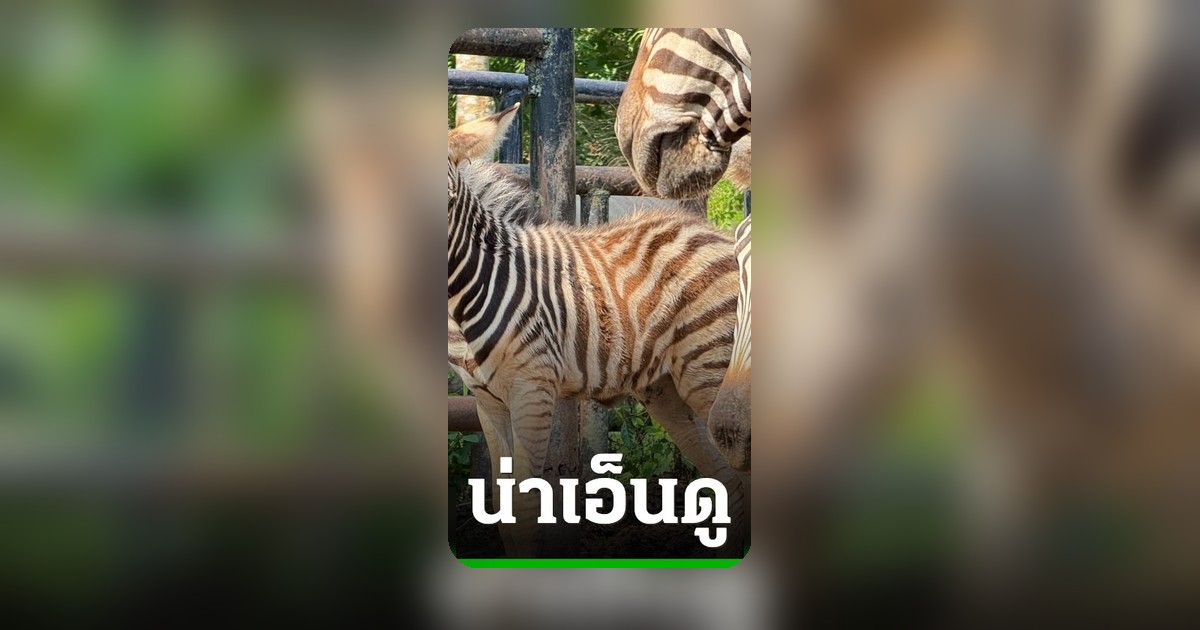 เปิดตัวลูกม้าลายสมาชิกใหม่สวนสัตว์เปิดเขาเขียว สุขภาพแข็งแรง เตรียมเปิดโหวตตั้งชื่อ