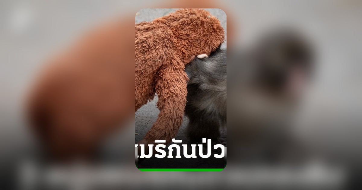 จับ 2 ชายอเมริกันบุกสวนสัตว์ญี่ปุ่น เข้าใกล้ลิงพันช์ หวังทำคอนเทนต์