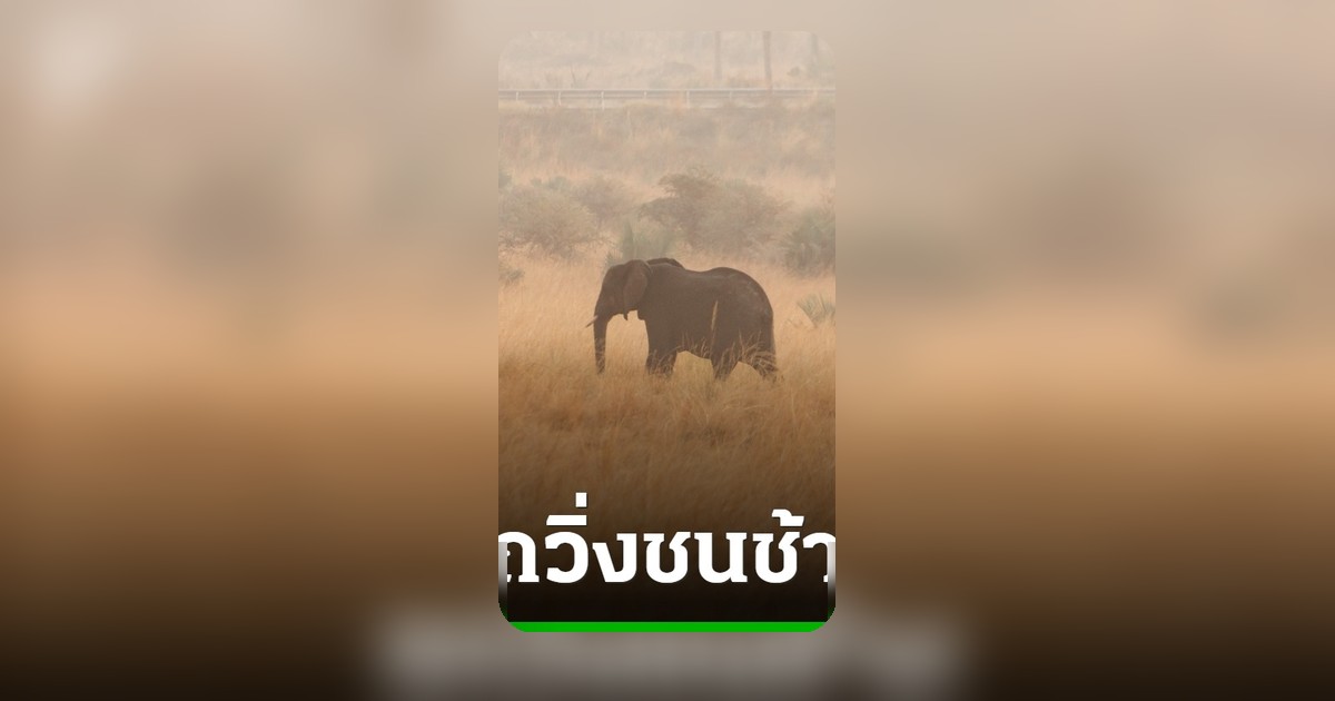 อุบัติเหตุสลดในยูกันดา รถพุ่งชนช้างป่า ผู้โดยสารเสียชีวิต 3 ศพ