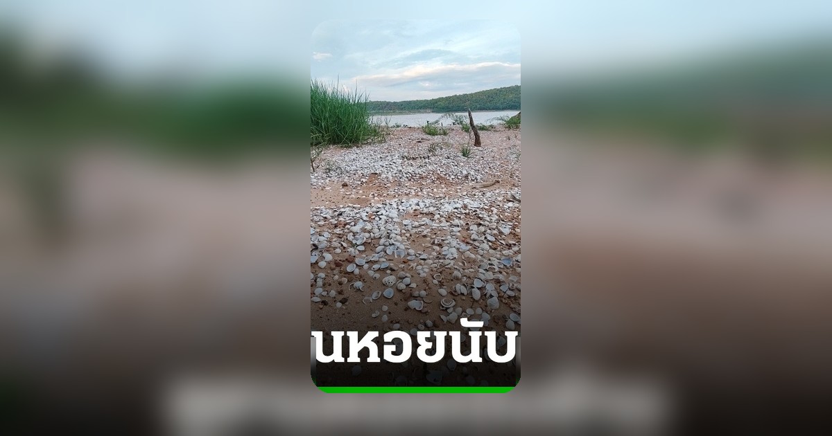 สุสานเปลือกหอยนับล้านโผล่เขื่อนมูลบนโคราช หลังน้ำลด