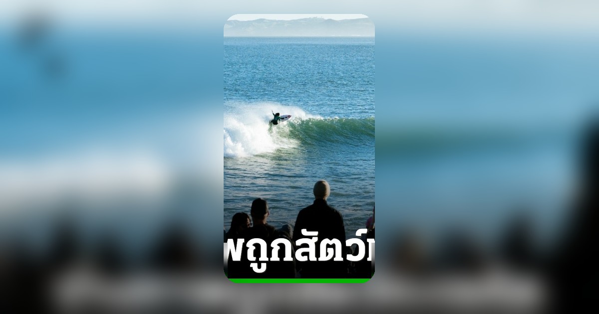 การแข่งขันโต้คลื่นนิวซีแลนด์หยุด หลังช่างภาพถูกสัตว์ทะเลกัด