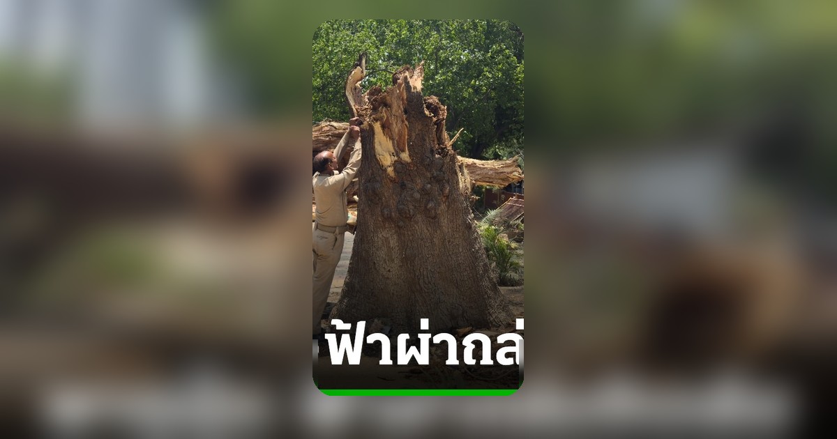 พายุฝุ่น-ฝนถล่มอินเดีย ดับพุ่ง 111 ศพ รัฐอุตตรประเทศอ่วม ต้นไม้โค่นแถมฟ้าผ่าซ้ำ