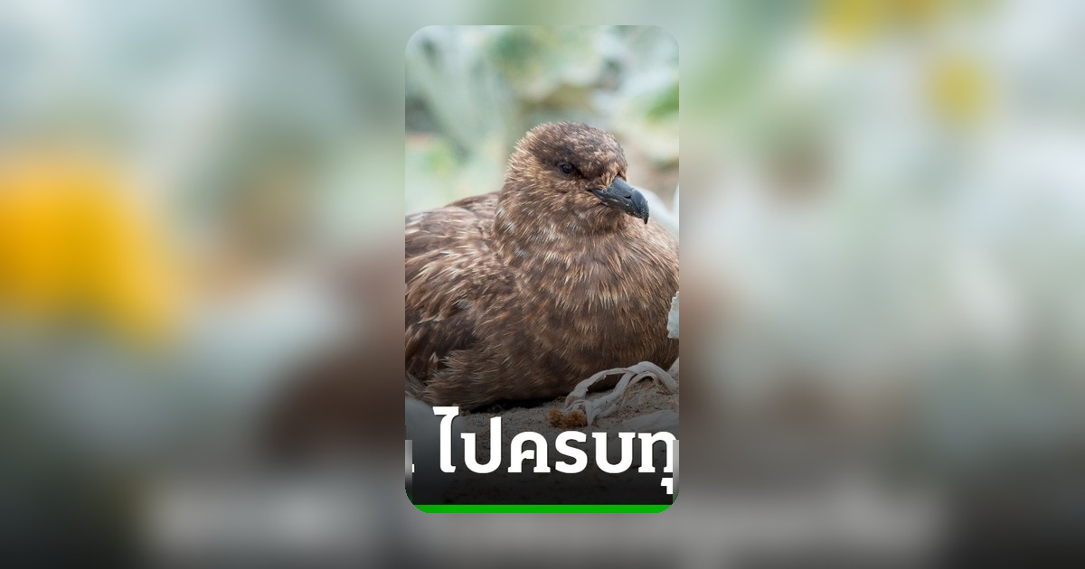 ไข้หวัดนก H5N1 ระบาดครบทุกทวีป หลังออสเตรเลียพบเชื้อครั้งแรก