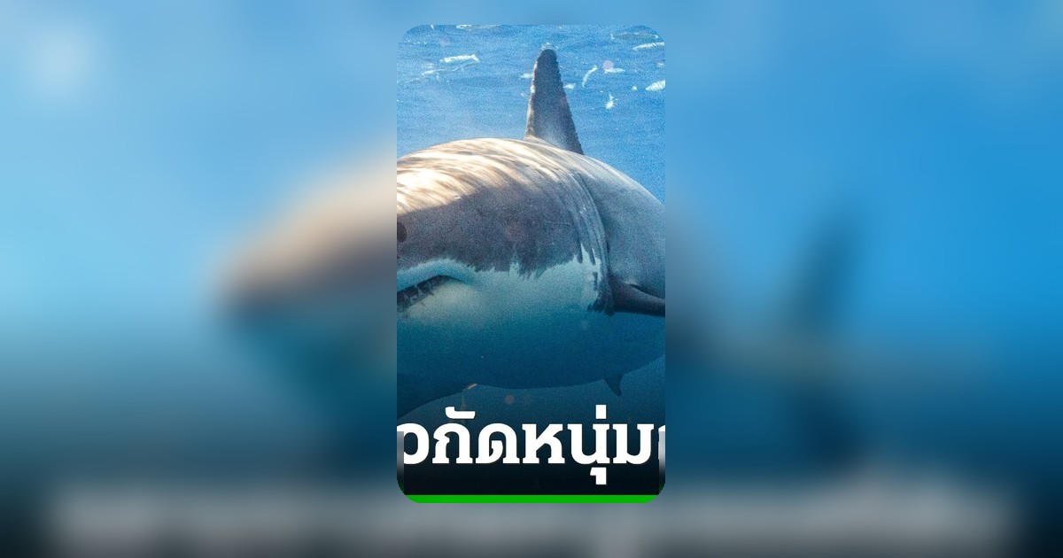 ช็อก! หนุ่มออสซี่ถูกฉลามขาวยักษ์ยาว 4 เมตรกัดกลางทะเล ดับสลดแม้เร่งช่วย CPR