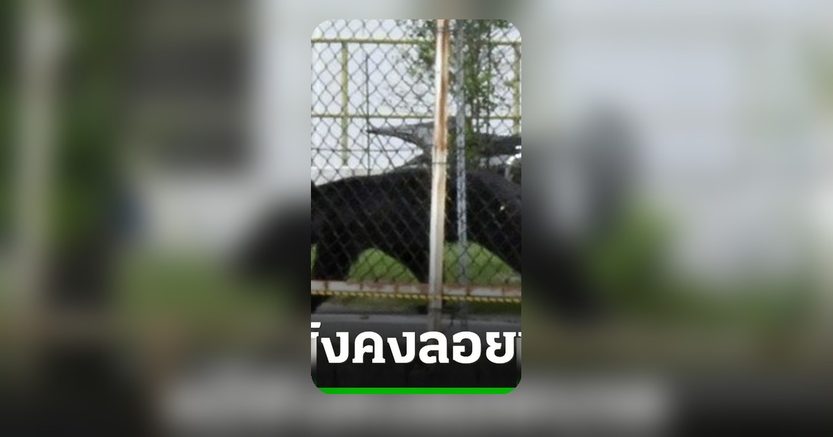 ญี่ปุ่นเร่งล่าหมีสุดฉลาด ปลดล็อกหน้าต่างหนีโรงงานหลังทำร้ายคน 4 ราย
