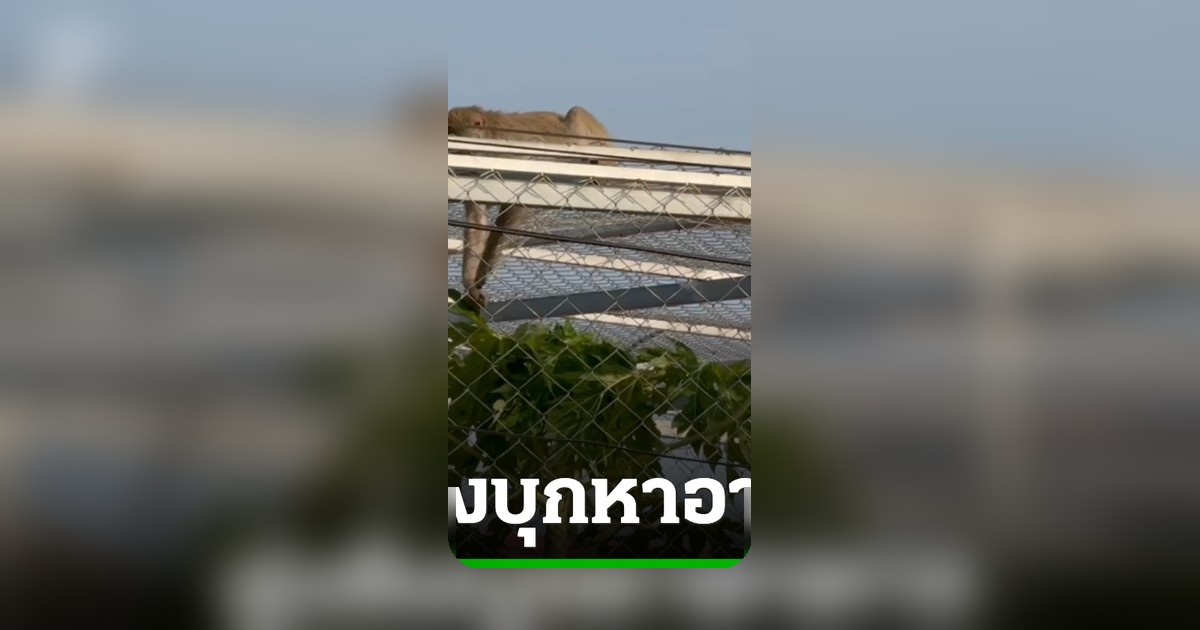 วิกฤตแล้งลิงแสมบุกเมือง รื้อบ้านคุ้ยขยะประทังชีวิต