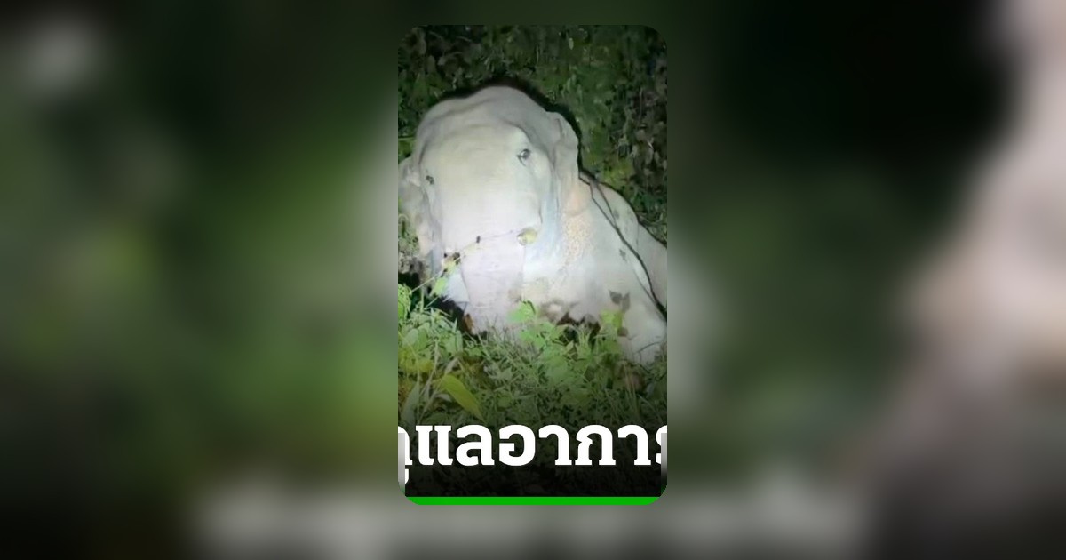 กรมอุทยานฯ เร่งส่งทีมแพทย์ดูแล พลายสาริกา ช้างป่าล้มไม่ลุกในสวนสับปะรด จ.นครนายก