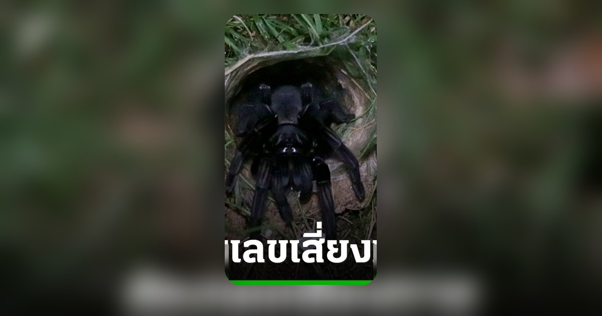 คอหวยแห่ขอเลขเด็ด 'พญาบึ้ง' อ่างทอง ลุ้นรวยงวด 1 ก.ค. 69