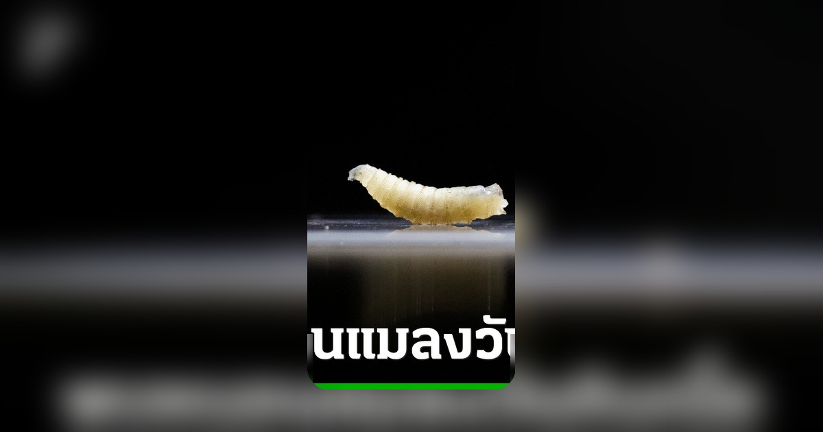 เท็กซัสพบหนอนแมลงวันกินเนื้อในวัวครั้งแรกในรอบ 60 ปี หลังระบาดจากเม็กซิโก