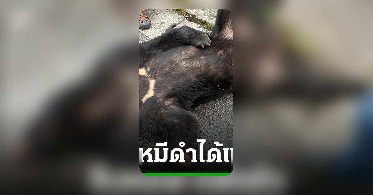 ญี่ปุ่นโล่งอกจับหมีตะลอนกลางเมืองได้แล้ว หลังต้องปิดโรงเรียนเกือบ 100 แห่ง