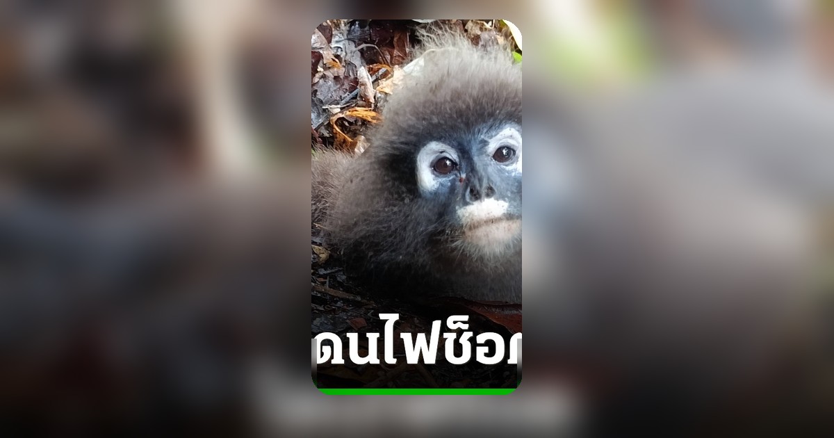 เศร้าใจค่างแว่นถิ่นใต้ไฟช็อตสายไฟฟ้าแรงสูง ขาหลังเป็นอัมพาตตกจากแนวสาย