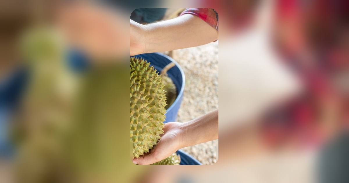 5 เทคนิคเลือกซื้อทุเรียนฉบับเซียน ไม่โดนหลอก ซื้อลูกละร้อยได้เนื้อพรีเมียม