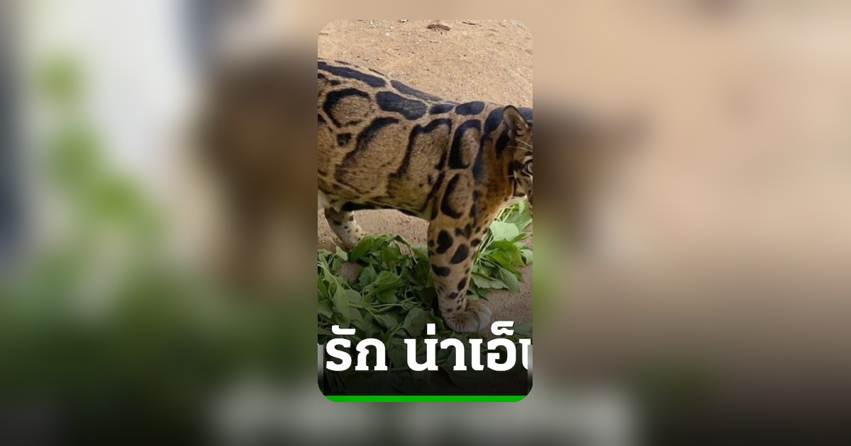 ยอดไลก์พุ่ง! ชาวเน็ตเอ็นดู น้องหนึ่ง เสือลายเมฆ หลังถูกแซวลายคล้ายงูเหลือม