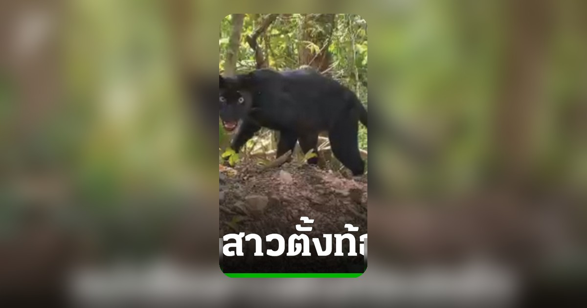 คาดเสือดำแก่งกระจานตั้งท้อง หลังนักท่องเที่ยวถ่ายภาพคู่หวานได้ชัด