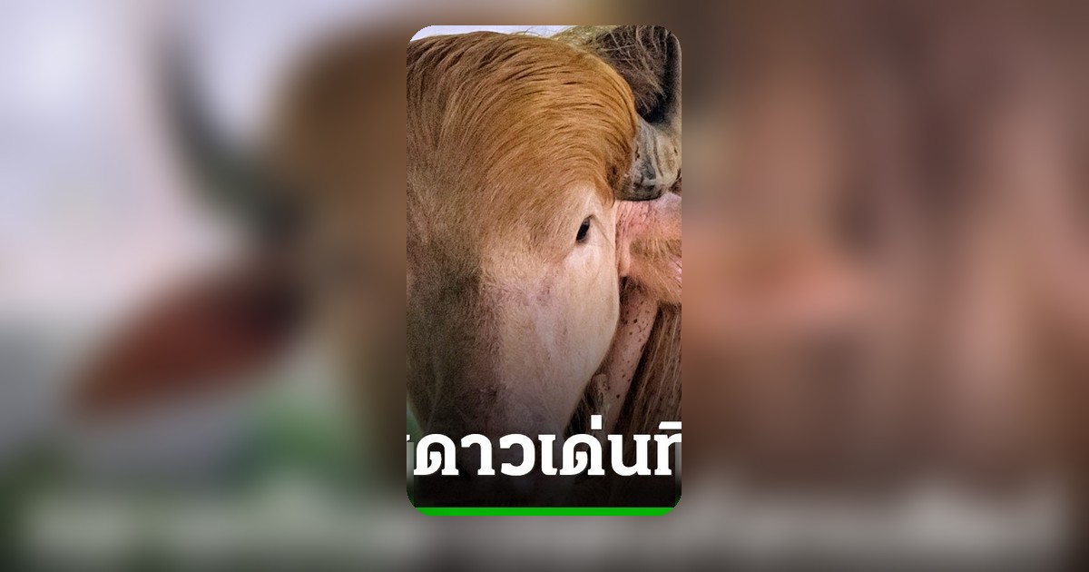 ควายเผือกขนทองฉายา "โดนัลด์ ทรัมป์" ดาวเด่นสวนสัตว์บังกลาเทศ ชาวบ้านแห่ชม