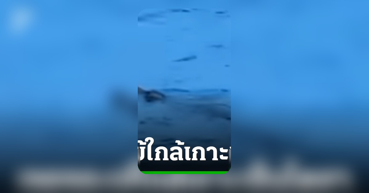 จระเข้โผล่ทะเลเกาะเซ็นโตซา สิงคโปร์สั่งงดกิจกรรมทางน้ำ