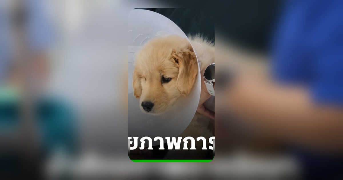 รพ.สัตว์ทองหล่อ ยกระดับมาตรฐานสัตวแพทย์ไทย สร้างปรากฏการณ์ความสำเร็จครั้งสำคัญ