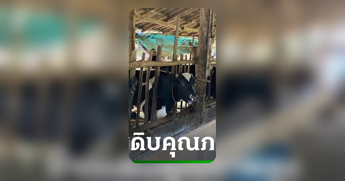 สหกรณ์โคนมแม่ออนชูมาตรฐาน GAP วอนรัฐช่วยด่วน หลังเอกชนค้างจ่าย 70 ล้าน