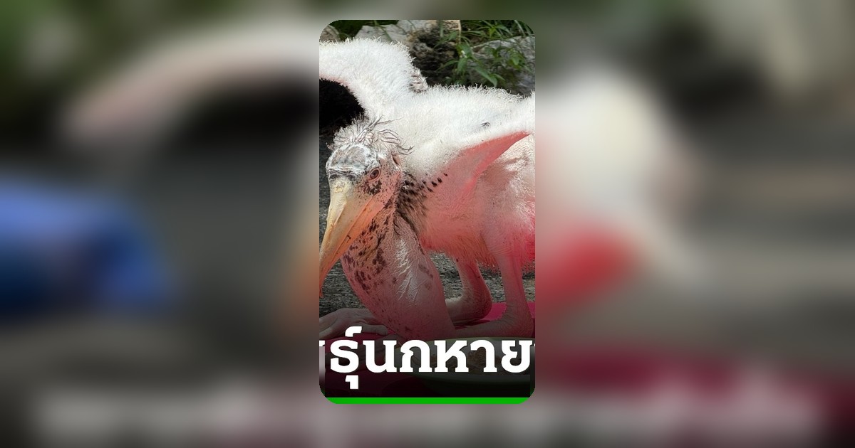 เขียวยุคใหม่! สวนสัตว์เขาเขียว เผยภาพความสำเร็จเพาะพันธุ์ 'นกตะกราม' ครั้งแรกในรอบ 20 ปี