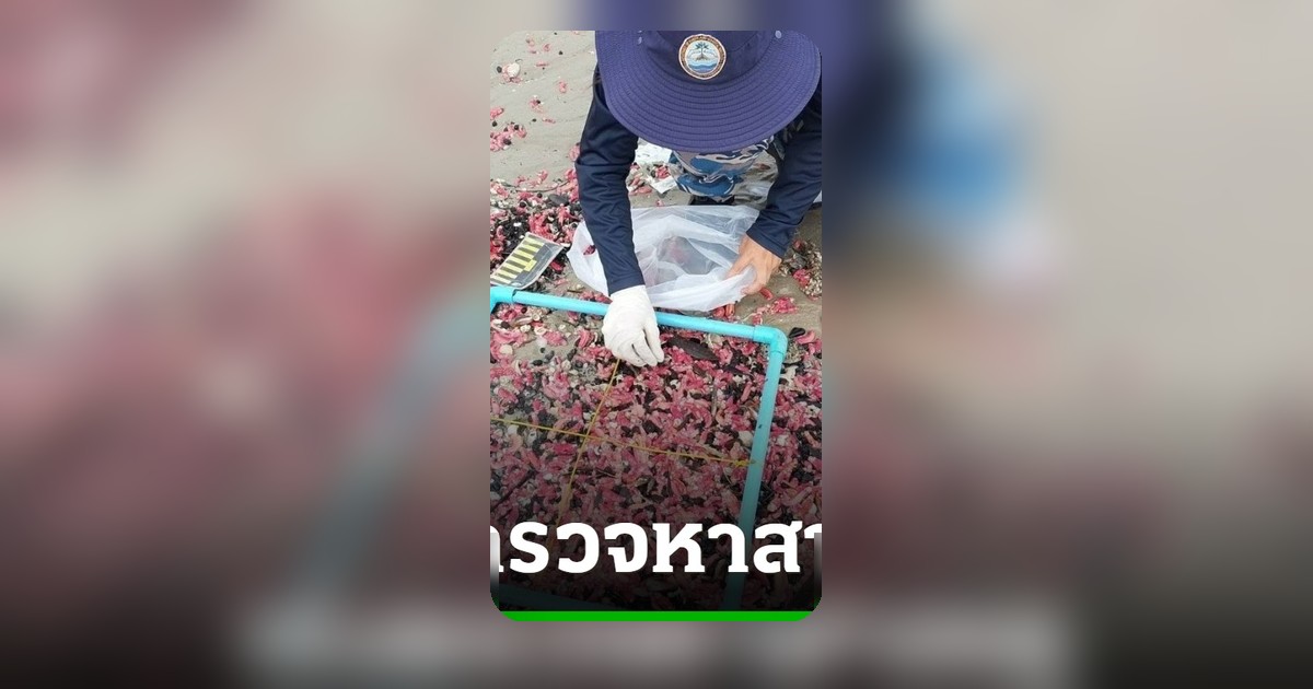 หาดสวนสนระยองพบปลิงสีชมพูเกยตื้น ทช. ชี้สภาพคลื่นลมอาจเป็นสาเหตุ