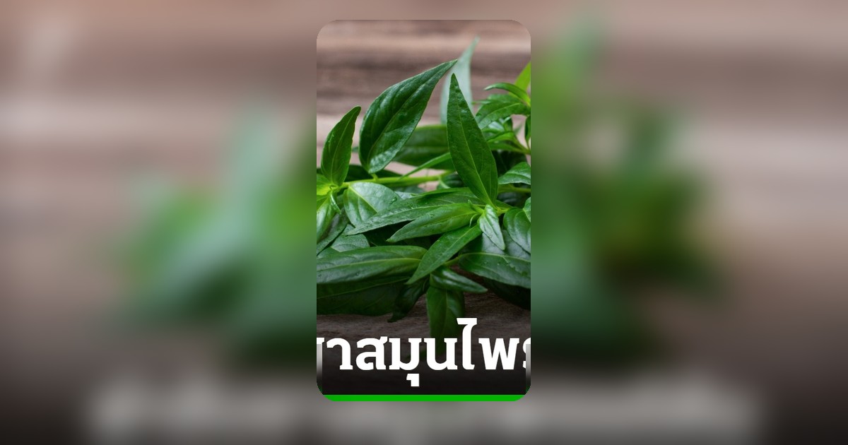 10 สมุนไพรไทย สยบอาการคัน ลดผื่นแพ้ บรรเทาเชื้อรา